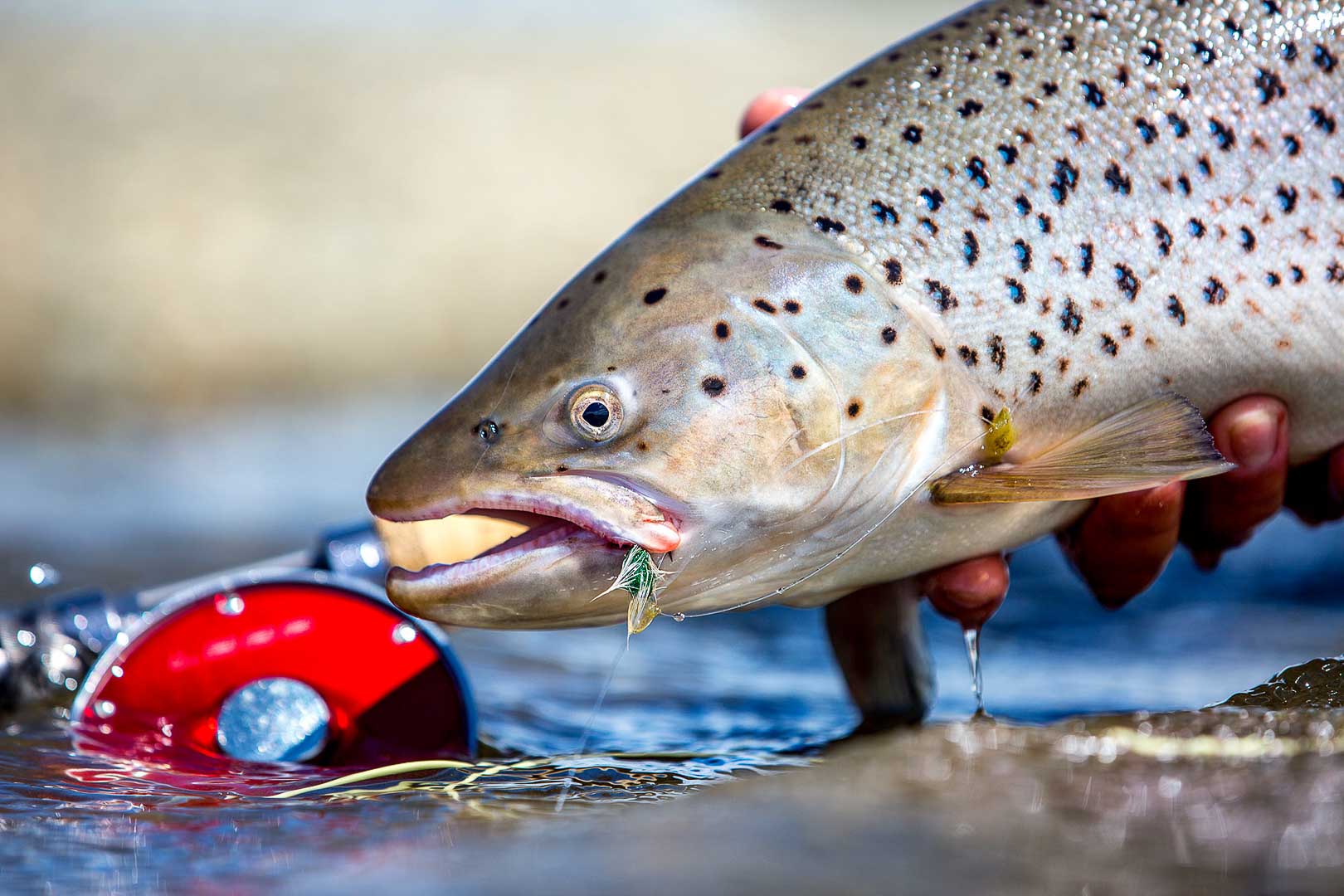 Seatrout Fishing in Rio Grande