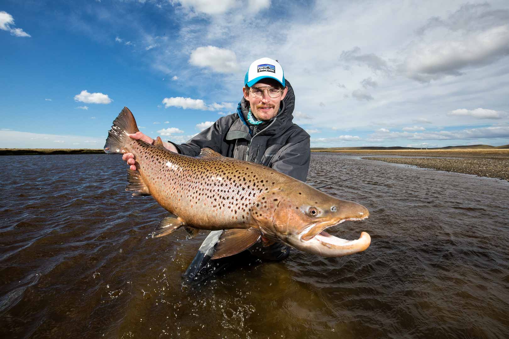 Brown Trout