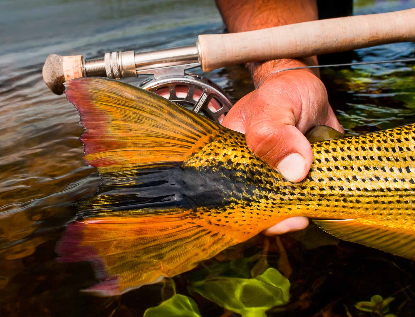 17+ Golden Dorado Fly Fishing