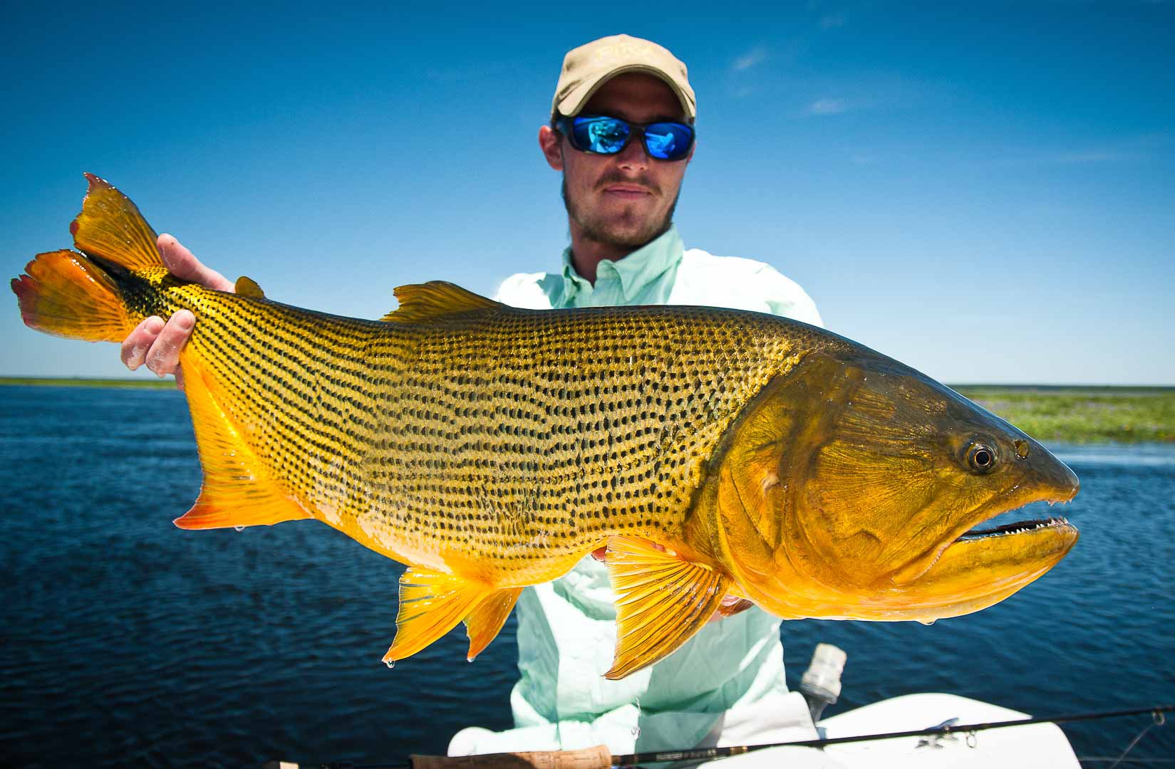 Golden well. Рыбалка в Аргентине. Dorado Fish. Dorado.