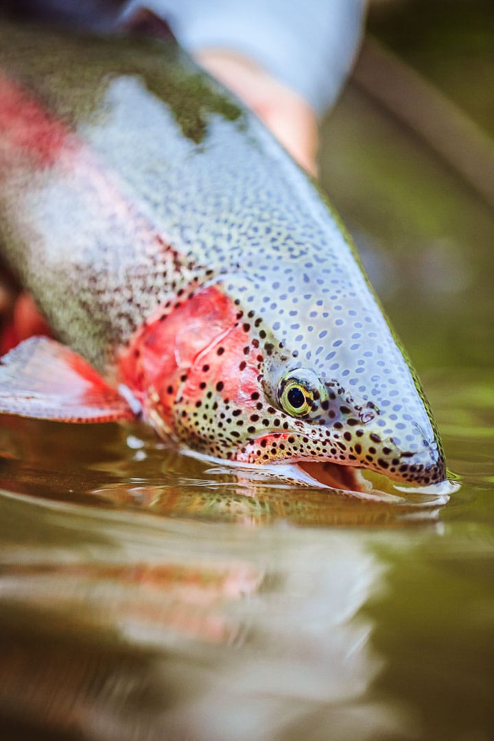 Rainbow Trout Fishing in Patagonia