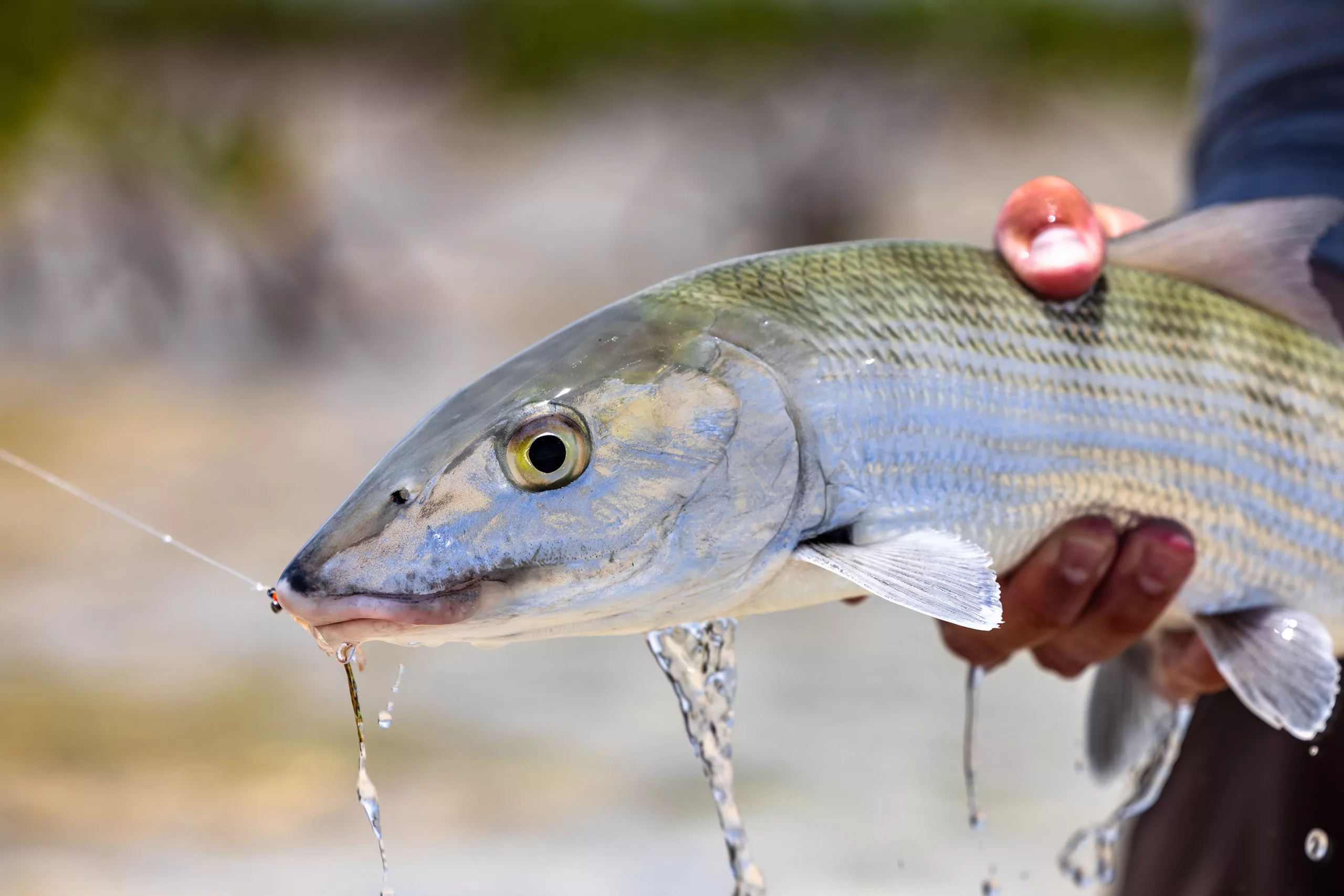 Bitter saltwater small brown crab fly for fishing Permit and Bonefish