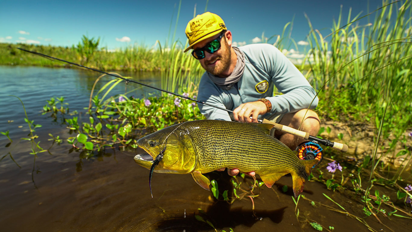 Angler wearing a yellow cap and sunglasses shows a large golden fish he just caught by a shallow, reedy riverbank.