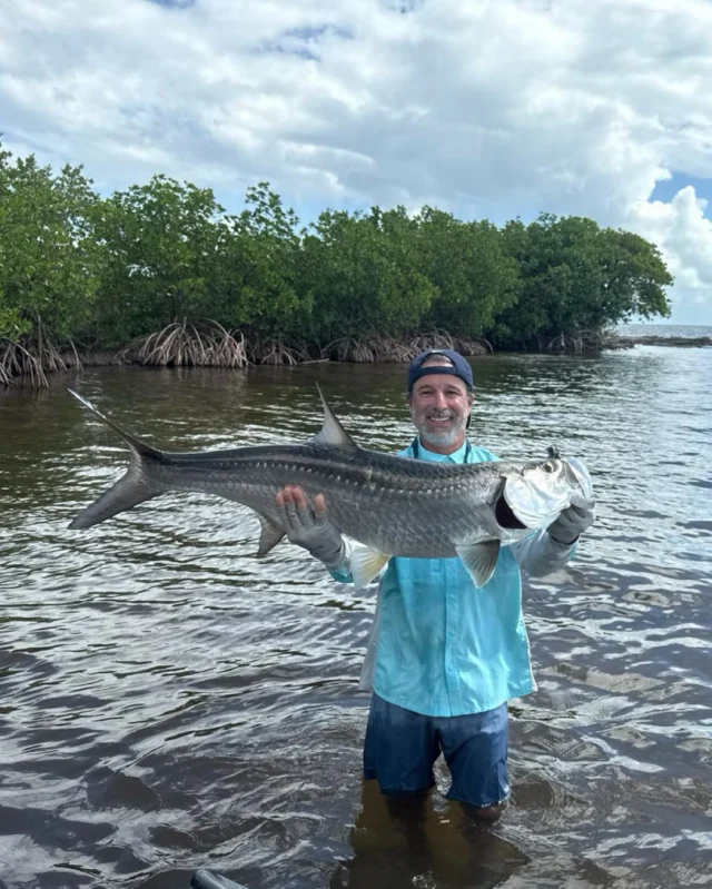 Silver kings of the mangroves.

Tarpon holding tight along the edges, sliding through dark water with that unmistakable presence. The take is explosive. The fight, even more so.

This is why we watch the shoreline so closely.
.
.
.
.
#ESB #EspirituSantoBayLodge #EspirituSantoBay #NervousWaters #TheKautapenGroup #FlyFishingTravel #FlyFishingMexico #TarponOnFly #YucatanFishing #SaltwaterFlyFishing