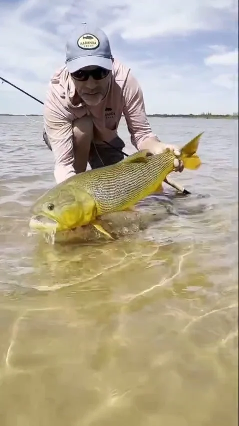 Sightcasting for dorado on the flats with a popper — you can see everything and that's what makes it brutal.

First cast found the fish. The eat was real. But when the school moved in, to compete for the fly, the fight became a problem — pulling too hard to keep it away from them cost us the fish.
...
Some days the river teaches the hard way.
.
Second chance came on the sandbar. Same situation, different ending.
.
.
.
@shiltonreels  @scientificanglers @freeflyapparel 
.
#KarandaLodge #NervousWaters #GoldenDorado #FlyFishing #Fishing #FishingLodge #FlyFishingNation #FishingLife #FlyFishingAddict #DoradoOnTheFly #RiverMonsters #TheKautapenGroup