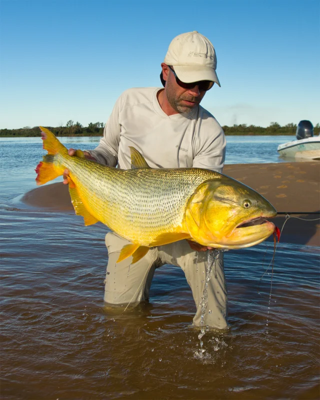 2026 season is coming. The Sábalo will soon be moving into our waters on the middle Paraná, and the Dorado will move with them.
This section of the middle Paraná holds a mix of structure — sandbars, sunken logs, cut banks, deep seams — and depending on where the fish are, we fish it differently. Blind casting the edges from the skiff, or wading the shallows and sight-casting to Dorado working the sandbanks.
.
.
.
#KarandaLodge #NervousWaters #GoldenDorado #FlyFishing #Fishing #FishingLodge #FlyFishingNation #FishingLife #FlyFishingAddict #DoradoOnTheFly #RiverMonsters #TheKautapenGroup