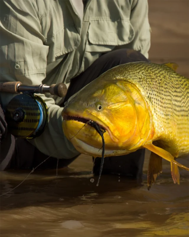 The freshwater Golden Dorado — Salminus brasiliensis — represents the apex of the Charasin family of fish in terms of sport fishing opportunities and one of the most exciting gamefish an angler can pursue on the fly. Aggressive eaters, acrobatic jumpers, powerful runners. When a Dorado takes, it doesn't ease into the fight — it goes immediately, and it goes hard.
.
.
.
#KarandaLodge #NervousWaters #GoldenDorado #FlyFishing #Fishing #FishingLodge #FlyFishingNation #FishingLife #FlyFishingAddict #DoradoOnTheFly #RiverMonsters #TheKautapenGroup