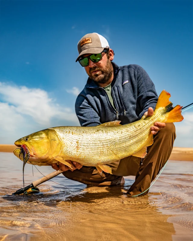 When Dorado move into shallow water to feed on sábalo, every cast matters. This fish ate, fought hard, and went back into the Paraná.
.
.
.
#KarandaLodge #NervousWaters #GoldenDorado #FlyFishing #Fishing #FishingLodge #FlyFishingNation #FishingLife #FlyFishingAddict #DoradoOnTheFly #RiverMonsters #TheKautapenGroup