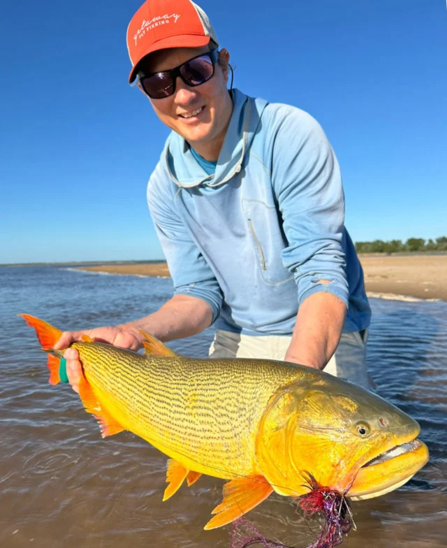 A Golden Dorado on the middle Paraná, Bella Vista, Corrientes. This is what the Karandá season is built around. Get ready, June is almost here.
.
.
.
#KarandaLodge #NervousWaters #GoldenDorado #FlyFishing #Fishing #FishingLodge #FlyFishingNation #FishingLife #FlyFishingAddict #DoradoOnTheFly #RiverMonsters #TheKautapenGroup