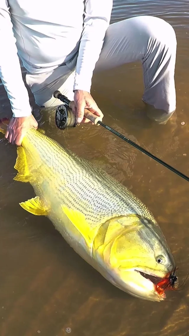When Dorado move onto the sandbars to ambush sábalo, the sight-fishing is as visual and technical as freshwater fishing gets. You spot the fish, you make the presentation, and then you hold on. That color, that fight — there is nothing quite like a Golden Dorado on the middle Paraná.
.
.
.
#KarandaLodge #NervousWaters #GoldenDorado #FlyFishing #Fishing #FishingLodge #FlyFishingNation #FishingLife #FlyFishingAddict #DoradoOnTheFly #RiverMonsters #TheKautapenGroup