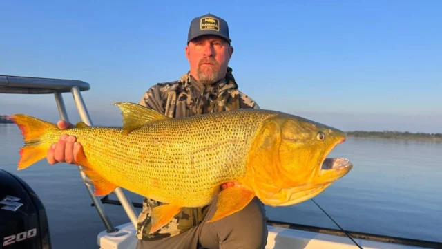 Dorado reach impressive sizes on the middle Paraná. A fish like this one is exactly what this stretch of the river is capable of producing. Karandá's guides have spent  years learning where these fish hold, how they move, and when they feed.
.
.
.
#KarandaLodge #NervousWaters #GoldenDorado #FlyFishing #Fishing #FishingLodge #FlyFishingNation #FishingLife #FlyFishingAddict #DoradoOnTheFly #RiverMonsters #TheKautapenGroup