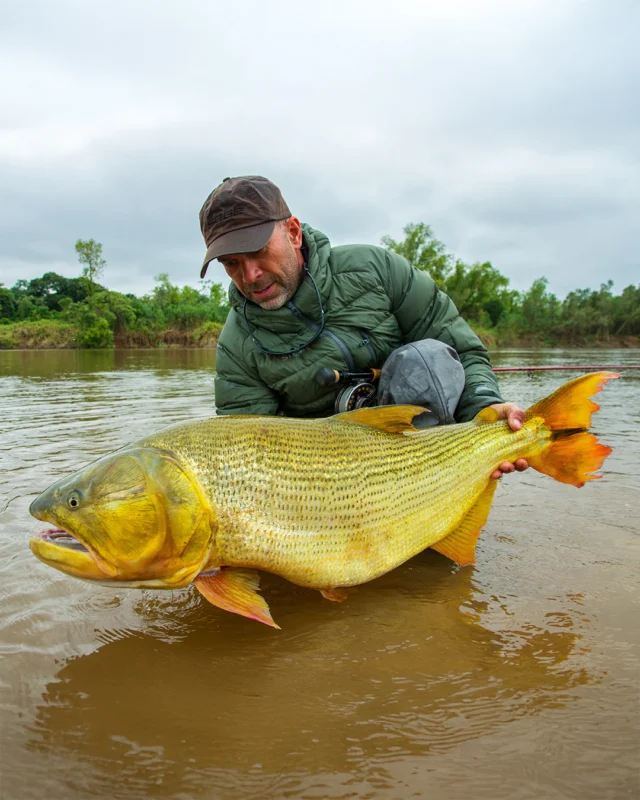 The true scale. An incredible Golden Dorado from Karandá Lodge.
.
.
.
#KarandaLodge #NervousWaters #GoldenDorado #FlyFishing #Fishing #FishingLodge #FlyFishingNation #FishingLife #FlyFishingAddict #DoradoOnTheFly #RiverMonsters #TheKautapenGroup