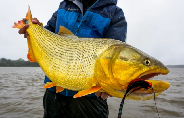 Aggressive. Acrobatic. Unstoppable.
.
.
.
#KarandaLodge #NervousWaters #GoldenDorado #FlyFishing #Fishing #FishingLodge #FlyFishingNation #FishingLife #FlyFishingAddict #DoradoOnTheFly #RiverMonsters #TheKautapenGroup
