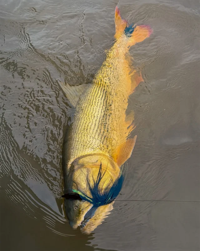 That fly didn't stand a chance.
.
.
.
#KarandaLodge #NervousWaters #GoldenDorado #FlyFishing #Fishing #FishingLodge #FlyFishingNation #FishingLife #FlyFishingAddict #DoradoOnTheFly #RiverMonsters #TheKautapenGroup