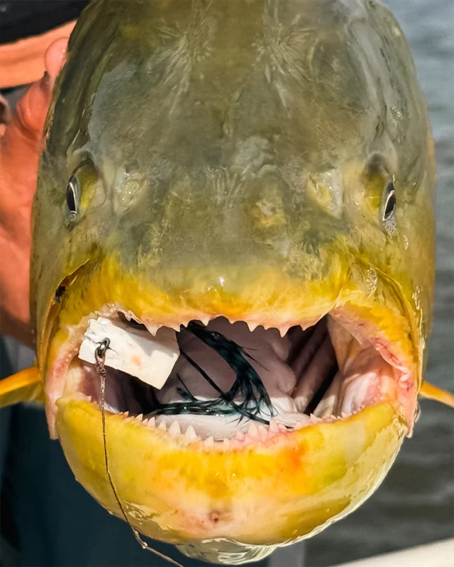 The fly didn't stand a chance. The apex predator of the Paraná.
.
.
.
#KarandaLodge #NervousWaters #GoldenDorado #FlyFishing #Fishing #FishingLodge #FlyFishingNation #FishingLife #FlyFishingAddict #DoradoOnTheFly #RiverMonsters #TheKautapenGroup