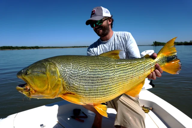 Some fish you measure. Others you just hold and stare. Heavyweight, fooled by feathers.
.
.
.
#KarandaLodge #NervousWaters #GoldenDorado #FlyFishing #Fishing #FishingLodge #FlyFishingNation #FishingLife #FlyFishingAddict #DoradoOnTheFly #RiverMonsters #TheKautapenGroup