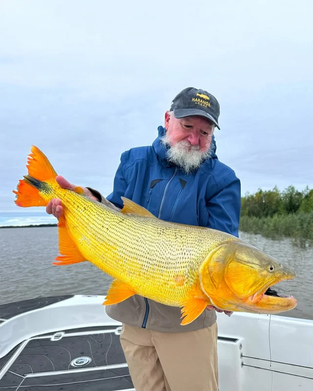 The golden dorado is aggressive, acrobatic, and completely addictive, a fishery you need to experience at least once and will never forget.
.
.
.
#KarandaLodge #NervousWaters #GoldenDorado #FlyFishing #Fishing #FishingLodge #FlyFishingNation #FishingLife #FlyFishingAddict #DoradoOnTheFly #RiverMonsters #TheKautapenGroup