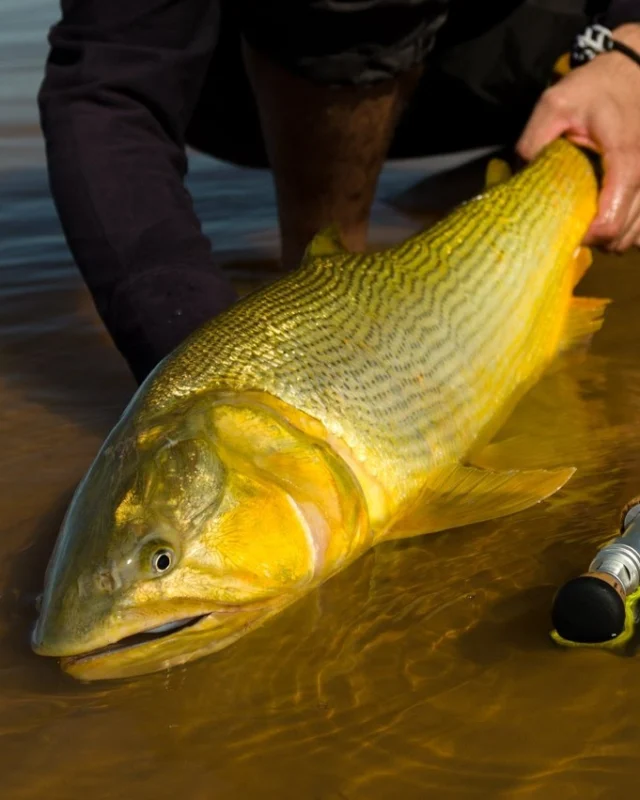 In the chase of the migration, timing matters more than distance — read the water, place the fly in the right place, and wait for the take. 
.
@pablochapero 
.
.
.
#KarandaLodge #NervousWaters #GoldenDorado #FlyFishing #Fishing #FishingLodge #FlyFishingNation #FishingLife #FlyFishingAddict #DoradoOnTheFly #RiverMonsters #TheKautapenGroup